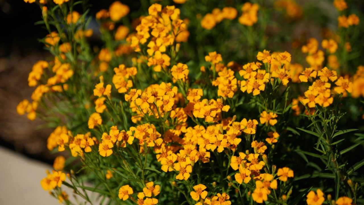 Get It Growing: Tough Mexican tarragon has colorful blooms, tasty leaves